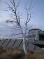 DSC00553.jpg