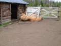 DSC00714.jpg