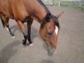 DSC00716.jpg