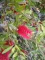 DSC00235.jpg