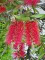 DSC00236.jpg
